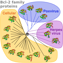 Bcl-2 phylogenetic tree